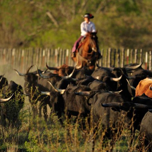 bcgrasslands_photosm-cowboy