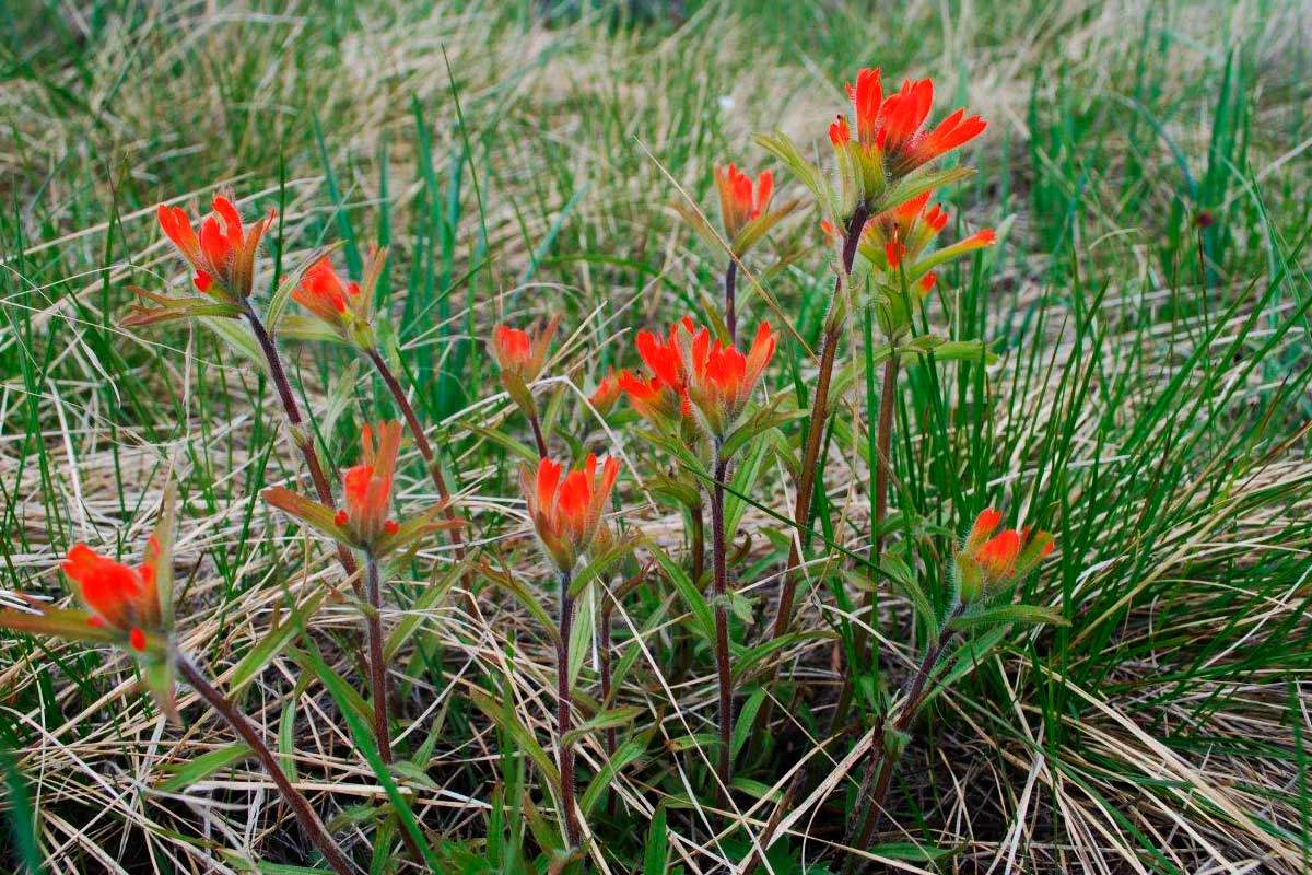 BC Grasslands - Paintbrush