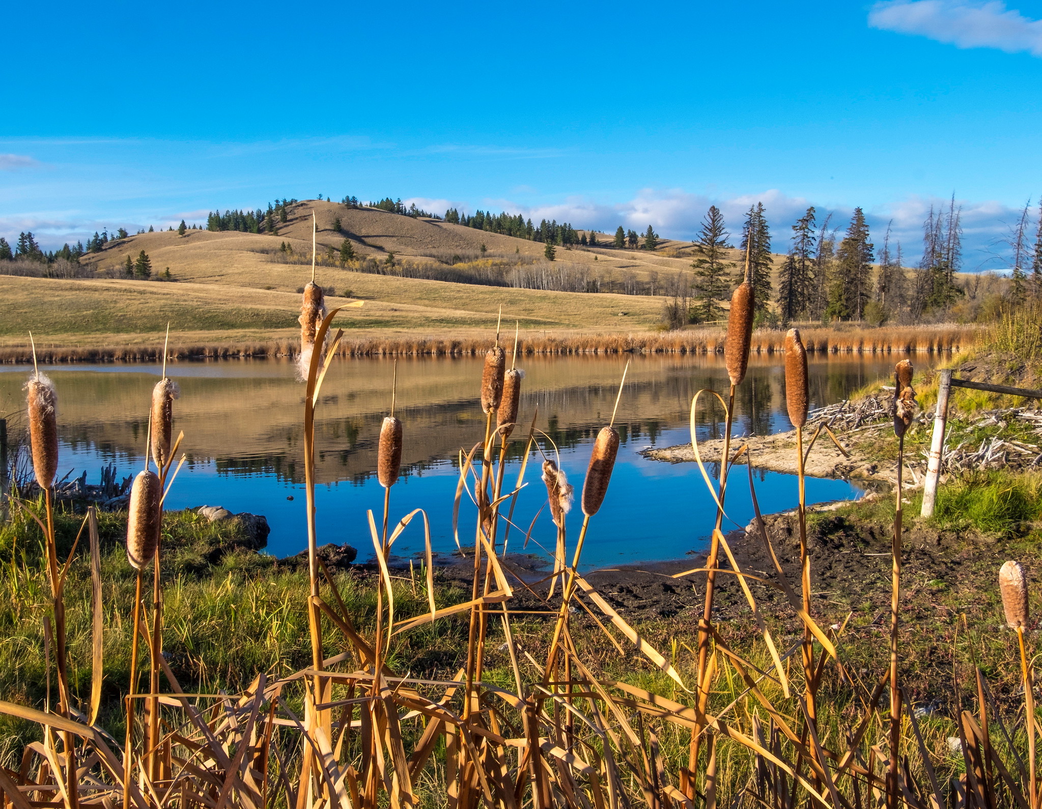 Grasslands Conservation Council Of British Columbia - Grasslands ...